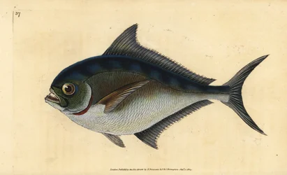 Pomfret do Atlântico, Brama brama (Ray