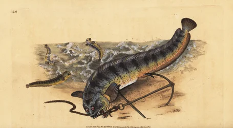 Lobo Marinho do Atlântico ou lobo marinho listrado, Anarhichas lupus. Placa de cobre colorida à mão desenhada e gravada por Edward Donovan da sua História Natural dos Peixes Britânicos, Donovan e F.C. e J. Rivington, Londres.