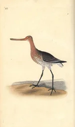Godwit de cauda de bar (feminino), Limosa lapponica. Placa de cobre colorida à mão desenhada e gravada por Edward Donovan a partir de sua própria "Natural History of British Birds", Londres.