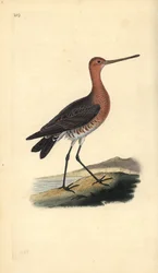 Godwit de cauda de bar (macho), lapponica de Limosa. Placa de cobre colorida à mão desenhada e gravada por Edward Donovan a partir de sua própria "Natural History of British Birds", Londres.