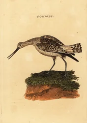 Padrinho de cauda de bar, lapponica de Limosa