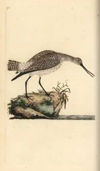 Deusa de cauda de bar, lapponica de Limosa. Placa de cobre colorida à mão, desenhada e gravada por Edward Donovan a partir de sua própria "Natural History of British Birds", Londres.