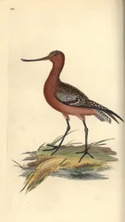 Deusa de cauda de bar, lapponica de Limosa. Placa de cobre colorida à mão, desenhada e gravada por Edward Donovan a partir de sua própria "Natural History of British Birds", Londres.