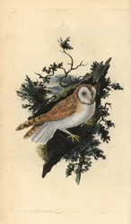 Coruja do celeiro, Tyto alba. Placa de cobre colorida à mão desenhada e gravada por Edward Donovan a partir de sua própria "Natural History of British Birds", Londres