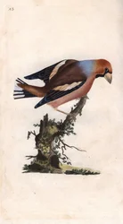 O bico grande parte o núcleo. Coccothrausts (Loxia coccothraustes). Gravura em cobre de Edward Donovan (1768-1837), publicada na Histoire naturelle des oiseaux britanniques, Londres.