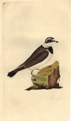 Grande saibro. Charadrius hiaticula. Gravura em cobre de Edward Donovan (1768-1837), publicada na Histoire naturelle des oiseaux britanniques, Londres.