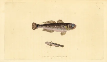 Caboz-preto, Gobius niger. Gravura em cobre colorida à mão, desenhada e gravada por Edward Donovan, da sua Natural History of British Fishes, Donovan e F.C. e J. Rivington, Londres