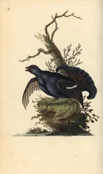 Galo-lira, Tetrao tetrix. Gravura em cobre colorida à mão, desenhada e gravada por Edward Donovan da sua própria „Natural History of British Birds“, Londres