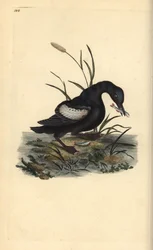 Guillemot preto ou tystie, Cepphus grylle, com o peixe no bico. Placa de cobre colorida à mão, desenhada e gravada por Edward Donovan a partir de sua própria "Natural History of British Birds", Londres.