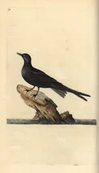 Gaivina-preta, Chlidonias niger. Gravura em cobre colorida à mão, desenhada e gravada por Edward Donovan, da sua própria Natural History of British Birds, Londres