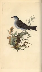 Blackcap, Sylvia atricapilla. Placa de cobre colorida à mão, desenhada e gravada por Edward Donovan a partir de sua própria "Natural History of British Birds", Londres.