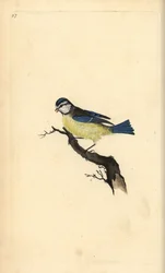 Blue Tit, Cyanistes caeruleus. Placa de cobre colorida à mão, desenhada e gravada por Edward Donovan a partir de sua própria "Natural History of British Birds," Londres