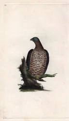 A Bondree é apivorosa. Pernis apivorus (Falco apivorus). Gravura em cobre de Edward Donovan (1768-1837), publicada na Histoire naturelle des oiseaux britanniques, Londres.