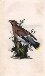 Jaspe boreal. Bombycilla garrulus (Ampelis garrulus). Gravura em cobre de Edward Donovan (1768-1837), publicada na Histoire naturelle des oiseaux britanniques, Londres.