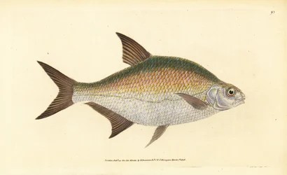 Bream, Abramis brama (Cyprinus brama). Placa de cobre colorida à mão desenhada e gravada por Edward Donovan da sua História Natural dos Peixes Britânicos, Donovan e F.C. e J. Rivington, Londres