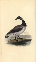Brent goose, Branta bernicla. Placa de cobre colorida à mão, desenhada e gravada por Edward Donovan a partir de sua própria "Natural History of British Birds", Londres.