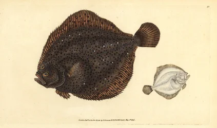 Brill ou pérola, Scophthalmus rhombus (Pleuronectes rhombus). Placa de cobre colorida à mão desenhada e gravada por Edward Donovan a partir de sua História Natural dos Peixes Britânicos, Donovan e F.C. e J. Rivington, Londres.
