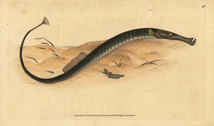 Peixes de cano largo ou mais curto. Syngnathus typhle. Placa de cobre colorida à mão desenhada e gravada por Edward Donovan a partir de sua História Natural dos Peixes Britânicos, Donovan e F.C. e J. Rivington, Londres.