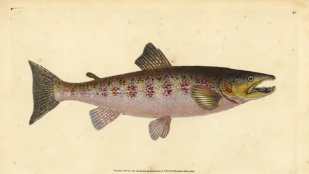 Truta castanha, Salmo trutta fario (Truta, Salmo fario). Placa de cobre colorida à mão, desenhada e gravada por Edward Donovan a partir de sua História Natural dos Peixes Britânicos, Donovan e F.C. e J. Rivington, Londres.