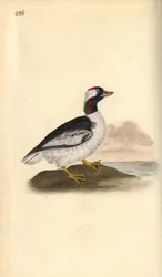 Bufflehead, Bucephala albeola. Placa de cobre colorida à mão, desenhada e gravada por Edward Donovan a partir de sua própria "Natural History of British Birds", Londres.