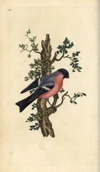 Touro, Pirrárcula pírrhula. Placa de cobre colorida à mão, desenhada e gravada por Edward Donovan a partir de sua própria "Natural History of British Birds," Londres