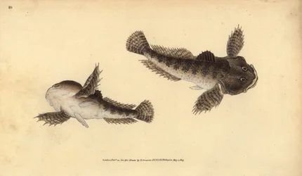 Bullhead, Cottus gobio (cabeça de touro do rio). Placa de cobre colorida à mão desenhada e gravada por Edward Donovan a partir de sua História Natural dos Peixes Britânicos, Donovan e F.C. e J. Rivington, Londres.
