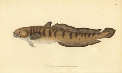 Burbot, Lota lota (Gadus lota). Placa de cobre colorida à mão desenhada e gravada por Edward Donovan a partir de sua História Natural dos Peixes Britânicos, Donovan e F.C. e J. Rivington, Londres.