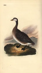 Ganso do Canadá, Branta canadensis. Placa de cobre colorida à mão desenhada e gravada por Edward Donovan a partir de sua própria "Natural History of British Birds", Londres