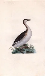 Castagny grebe. Tachybaptus ruficollis (Podiceps nigricans). Gravura em cobre de Edward Donovan (1768-1837), publicada na Histoire naturelle des oiseaux britanniques, Londres.