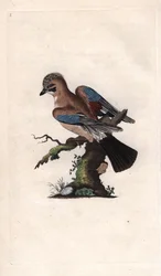 Chenes Jay. Garrulus glandarius (Corvus glandarius). Gravura em cobre de Edward Donovan (1768-1837), publicada na Histoire naturelle des oiseaux britanniques, Londres.