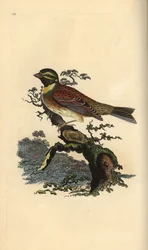 Cirl bunting, Emberiza cirlus. Placa de cobre colorida à mão, desenhada e gravada por Edward Donovan a partir de sua própria "Natural History of British Birds", Londres.