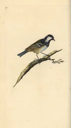 Carrega-o, Periparus ater. Placa de cobre colorida à mão, desenhada e gravada por Edward Donovan a partir de sua própria "Natural History of British Birds", Londres.