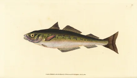 Escamudo ou escamudo, Pollachius virens (Gadus carbonarius). Placa de cobre colorida à mão, desenhada e gravada por Edward Donovan a partir de sua História Natural dos Peixes Britânicos, Donovan e F.C. e J. Rivington, Londres.