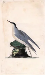 Garajau comum. Sterna hirundo. Gravura em cobre de Edward Donovan (1768-1837), publicada na Histoire naturelle des oiseaux britanniques, Londres.