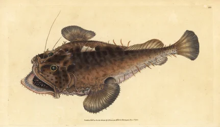 Peixe pescador comum, Lophius piscatorius. Placa de cobre colorida à mão desenhada e gravada por Edward Donovan a partir de sua História Natural dos Peixes Britânicos, Donovan e F.C. e J. Rivington, Londres.