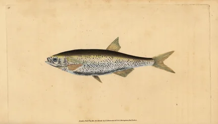 Alburnus alburnus alburnus (Cyprinus alburnus alburnus), um alburno comum. Placa de cobre colorida à mão desenhada e gravada por Edward Donovan da sua História Natural dos Peixes Britânicos, Donovan e F.C. e J. Rivington, Londres.