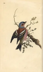 Tentilhão-comum, Fringilla coelebs. Placa de cobre colorida à mão desenhada e gravada por Edward Donovan a partir de sua própria "Natural History of British Birds", Londres.