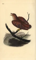 Cuco comum (juvenil), Cuculus canorus. Placa de cobre colorida à mão, desenhada e gravada por Edward Donovan a partir de sua própria "Natural History of British Birds", Londres.