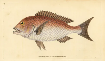 Pargo capilar comum, pargo capilar comum. Vulnerável. (Pargo com quatro dentes, pargo Sparus dentex). Placa de cobre colorida à mão desenhada e gravada por Edward Donovan a partir de sua História Natural dos Peixes Britânicos, Donovan e F.C. e J. Rivington