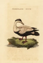 Sidra comum, Somateria mollissima