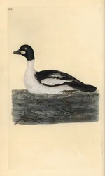 Olho dourado comum, Bucephala clangula. Placa de cobre colorida à mão desenhada e gravada por Edward Donovan a partir da sua própria "História Natural das Aves Britânicas" (1794-1819). Edward Donovan (1768-1837) foi um zoólogo amador anglo-irlandês, escrit