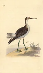 Greenshank comum, Tringa nebularia. Placa de cobre colorida à mão, desenhada e gravada por Edward Donovan a partir de sua própria "Natural History of British Birds", Londres.