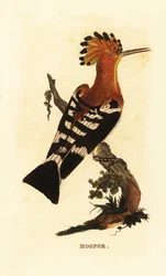 Hoopoe comum, Upupa epops
