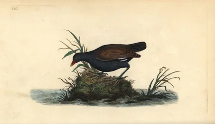 Galinheta-comum, Gallinula chloropus. Gravura em cobre colorida à mão, desenhada e gravada por Edward Donovan da sua própria „Natural History of British Birds“, Londres