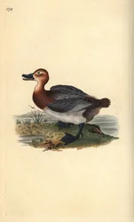 Pombalinho comum ou ruivo, Aythra ferina (fêmea). Placa de cobre colorida à mão desenhada e gravada por Edward Donovan a partir de sua própria "Natural History of British Birds", Londres.