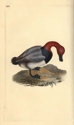 Pombalinho comum ou ruivo, Aythra ferina (macho). Placa de cobre colorida à mão desenhada e gravada por Edward Donovan a partir de sua própria "Natural History of British Birds", Londres.