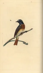Rabirruivo-comum, Phoenicurus phoenicurus. Gravura em cobre colorida à mão, desenhada e gravada por Edward Donovan, da sua própria Natural History of British Birds, Londres