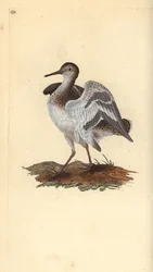 Limpador de areia comum, Actitis hypoleucos. Placa de cobre colorida à mão, desenhada e gravada por Edward Donovan a partir de sua própria "Natural History of British Birds", Londres.