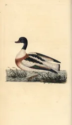 Pato comum, Tadorna tadorna. Placa de cobre colorida à mão, desenhada e gravada por Edward Donovan a partir de sua própria "Natural History of British Birds", Londres.