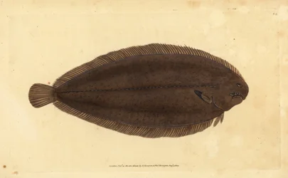 Solha comum ou solha de Dover, Solea solea (Pleuronectes solea). Placa de cobre colorida à mão desenhada e gravada por Edward Donovan da sua História Natural dos Peixes Britânicos, Donovan e F.C. e J. Rivington, Londres